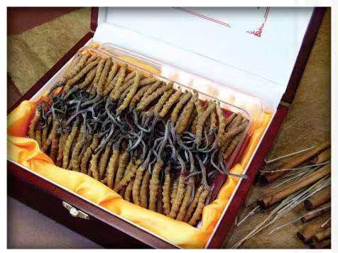 龙陵冬虫夏草回收